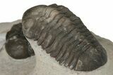 Pair Of Austerops Trilobite Fossils - Jorf, Morocco #204307-1